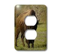 3dRose Lsp_97520_6 American Bison, Durham Ranch, Campbell Co, Wyoming Us51 Pox0090 - Pete Oxford 2 enchufe cubierta