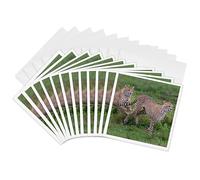 3dRose Tarjetas de felicitación - África. Tanzania. Dos guepardos cazando en las llanuras del Serengeti. - 6 por 6 pulgadas, juego de 12 (gc_276569_2)