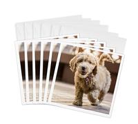 3dRose Tarjetas de felicitación - Feliz cachorro Goldendoodle de ocho semanas caminando a través de una cubierta de madera. - 6 por 6 pulgadas, juego de 6 (gc_332719_1)