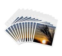 3dRose Tarjetas de felicitación - Foto del sol durante un amanecer mirando a través de las agujas de pino. - 6 por 6 pulgadas, juego de 12 (gc_291310_2)