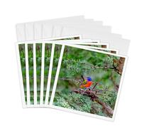 3dRose Tarjetas de Felicitación - Texas, Gatesville, Santa Clara Ranch. Banderines pintados masculinos en árbol. - 6 por 6 pulgadas, juego de 6 (gc_260102_1)