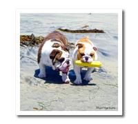 3dRose The English Bulldog Stroll-Iron On Heat Transfer, multicolor, 20 cm