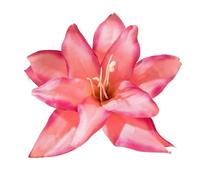 3pcs Fashion Elegance Lily Flower Hair Clip Girls Women Summer Beach Vacation Barrettes Multicolor Hairpin(Rose red)