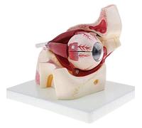 3X Esfera Del Ojo Humano,Modelo De Ampliación De 1 Parte Con Cabeza Esférica Y Ojo Humano/Nervio Óptico/Córnea/Modelo De Estructura De Iris - Ayudas Didácticas De Anatomía 25 * 19 * 20 Cm