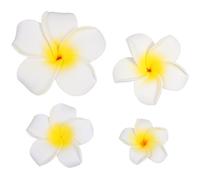 4 unids flores hawaianas pinzas para el cabello nupcial Barrette Tropical Beach boda Plumeria flor partido de las mujeres orquídea nupcial horquilla horquilla accesorios