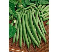 40-45 días contendiente BUSH Bean, Orgánica, Apertura de productoras de frijol (1/4 lb Seeds)!