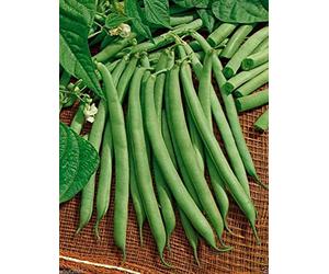 40-45 días contendiente BUSH Bean, Orgánica, Apertura de productoras de frijol (1/4 lb Seeds)!
