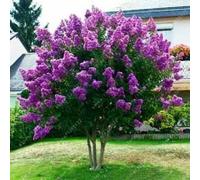 40+ JAPONESAS DEL ÁRBOL DE SEMILLAS púrpura de la lila/resistente perenne FRAGANTE ENCANTADOR POTENTE