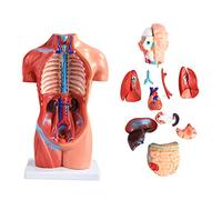 42 Cm Mini Modelo Anatómico Del Torso Humano,Anatomía De Órganos Del Cuerpo Para La Enseñanza Médica Herramienta De 18 Piezas Conjunto Asexual