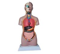 42CM Human Half Body Torso Teaching Model Human Torso Model Anatomically Accurate Body Model Human Torso Anatomy