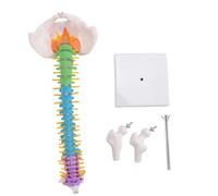 45 Cm con Pelvis Anatomía Vértebra Columna Médica Vértebra Columna Modelo Medios de Enseñanza para Estudiantes de Medicina