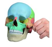 4708 Modelo de cráneo Erler sala osteopatía, 22 piezas, didáctica modelo