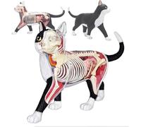 4D Black and White Cat Anatomy Model - Educational PVC Model with 28 Detachable Organs for Teaching and Learning