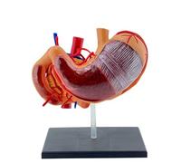 4D estómago interactivo anatomía modelo profesionales PVC 4D estómago anatomía modelo científico para estudiantes de medicina cuidado de la salud