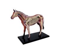 4D Horse Anatomy Model Detachable 26-Part Animal Skeleton Specimen for Veterinary Training Pet Clinic