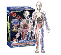 4d Human Body Model, Anatomical Skeleton Figure, Interactive Educational Toy, Fine Motor Skill Development & Learning Aid, Science Classroom Home Decor, 12.6x5.91x2.36 Inches