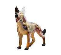4D - Modelo de anatomía de perro con piezas desmontables, 29 piezas, espécimen de esqueleto animal para entrenamiento veterinario y enseñanza de biología