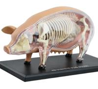 4D Pig Anatomy Model - Detailed Detachable Animal Anatomy Model for Veterinary Training and Education