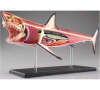4D Shark Anatomy Model - 20 Detachable Organs & Body Parts for Educational Display & Teaching