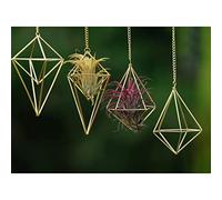 4Pcs Hanging Metal Air Plant Holder with Chain Mini 2 Style Tillandsia Geomitric Airplants Hanger Air Fern Cage Decor for Home and Office