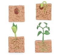 4pcs Juguetes de Ciclo de Vida para niños, Modelo de Crecimiento de Plantas simuladas Modelo de Semillas Kit de Crecimiento de la Planta de Cultivo para niños Toy de Ciclo de Vida de Herramienta de e