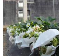 50 bolsas de protección de frutas con malla para defensa de insectos y aves en jardines (250 x 300 mm)
