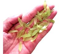 50 cuentas acrílicas de flores con forma de tulipanes con impresión a color, accesorios de luz nocturna para hacer aretes de joyería