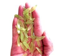 50 cuentas acrílicas de tulipanes con impresión a color, suministros para hacer joyas, accesorios de luz nocturna