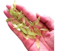 50 piezas con estampado de tulipanes capullos de flores en forma de flor acrílico cuentas luz nocturna accesorios para la creación de pendientes joyería