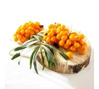 50 piezas Semillas de plantas de espino amarillo, Hermosa decoración de jardín árbol bonsai, pequeños regalos Semillas de árboles, regalos para los amantes del jardín. árboles resistentes
