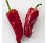 50 Semillas Frescas - los Indios Hoja Lettuce- Usted MAI CAI un Sabor Muy único!