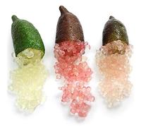 50 Unids Citrus Australasica Semillas En Maceta Bonsai Fruta Jardín Patio Oficina Planta Flor Árbol Frutal Semillas Vegetales Flor Árbol Frutal Semillas Vegetales Semillas de Citrus Australásica