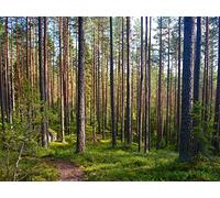 500 Piezas Imposible Puzzle,Rompecabezas para Adultos y Niños - bosques árboles pinos 52x38cm