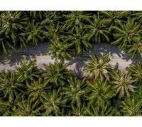 500 Piezas Puzzle,Puzzles para Adultos - Camino de Vista aérea de Las Palmeras 52x38cm