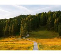 500 Piezas Puzzle,Rompecabezas Jigsaw Puzzle - Bosques de Campos de Caminos 52x38cm