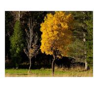 500 Piezas Puzzles,Regalo y Juego de Habilidad Inteligente-bosques,árboles,Naturaleza 52x38cm