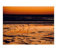 500 Piezas Puzzles,Regalo y Juego de Habilidad Inteligente-Costa,Aves,mar 52x38cm