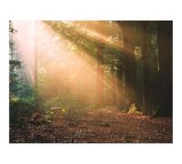 500 Piezas Puzzles,Regalos Rompecabezas-bosques,árboles,luz Solar 52x38cm