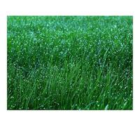 500 Piezas Puzzles,Regalos Rompecabezas-Hierba,rocío,Gotas 52x38cm