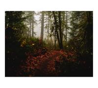 500 Piezas Puzzles, Rompecabezas de Desafío Duro Imposible-bosques,Camino,Niebla 52x38cm