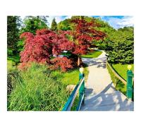 500 Piezas Puzzles, Rompecabezas de Desafío Duro Imposible-Camino,Bifurcación,Jardín,Árboles 52x38cm