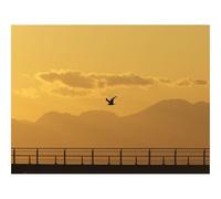 500 Piezas Puzzles, Rompecabezas de Desafío Duro Imposible-Gaviota,pájaro,Silueta,Vuelo,Puesta de Sol 52x38cm
