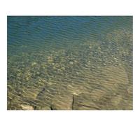 500 Piezas Puzzles, Rompecabezas de Desafío Duro Imposible-Mar,Agua,Olas,Resplandor,Piedras 52x38cm