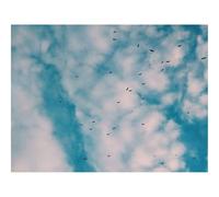 500 Piezas Puzzles, Rompecabezas DIY, Diversión-Pájaros,bandada,Cielo 52x38cm