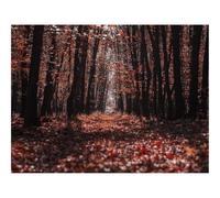 500 Piezas Puzzles, Rompecabezas para Adultos y Jóvenes-bosques,árboles,Camino 52x38cm