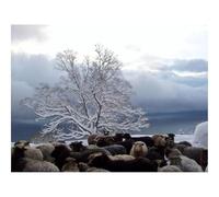 500 Piezas Puzzles,Rompecabezas para Adultos y niños-Árbol,Oveja,rebaño 52x38cm