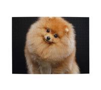 500 Piezas, Rompecabezas para Adultos, Rompecabezas desafiantes, Juego de Rompecabezas para Todos,Cachorro de Perro Pomerania Lindo