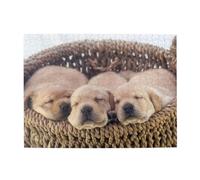 500 Piezas, Rompecabezas para Adultos, Rompecabezas desafiantes, Juego de Rompecabezas para Todos,Labradores Cachorros Pequeños Golden Retriever