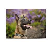 500 Piezas, Rompecabezas para Adultos, Rompecabezas desafiantes, Juego de Rompecabezas para Todos,Pastor Belga Malinois Mascotas Perros Pastor Belga Malinois