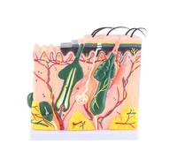 50X veces Modelo de piel humana Modelo de estructura de tejido de piel anatómica ampliada Modelo de piel de laboratorio para biología Cirugía estética Material didáctico Material de laboratorio